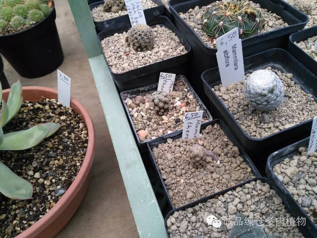 关于逛多肉市场,北方最大的多肉市场
