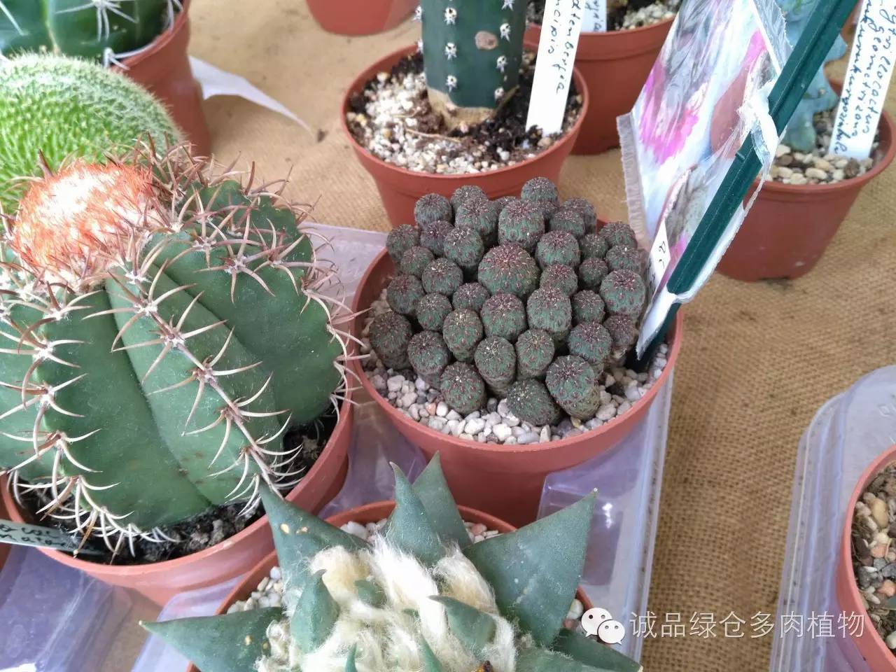 关于逛多肉市场,北方最大的多肉市场