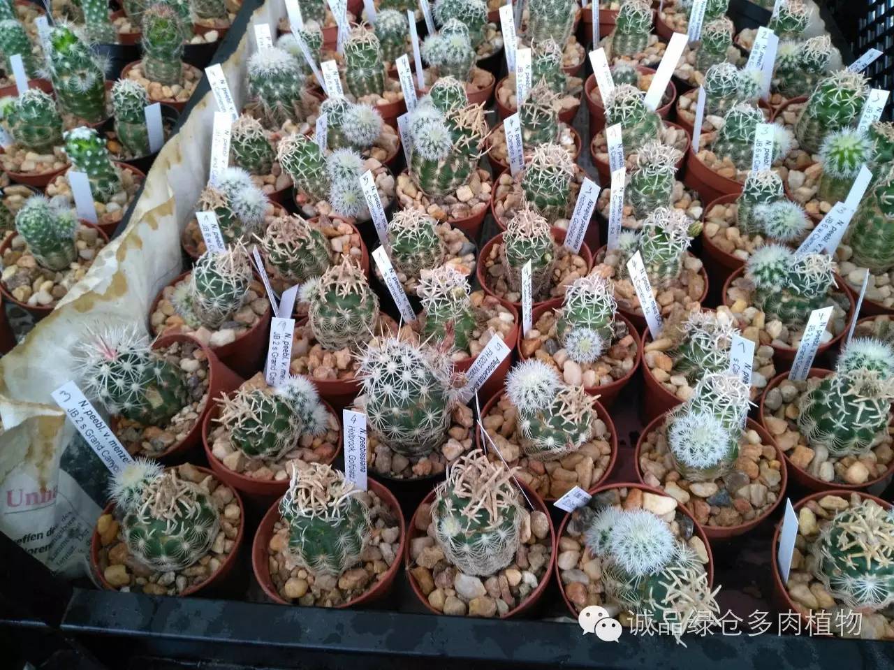 关于逛多肉市场,北方最大的多肉市场