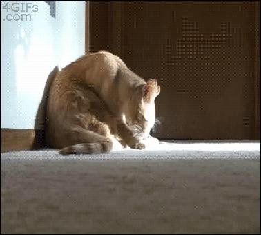 鐙楃嫍鑰佹槸鑸旀瘺鑸旂殑鍦版柟鏄孩鑹茬殑,鐚挭鑸旀瘺鑸旂殑鐗瑰埆鍕ゅ睘浜庢甯稿悧