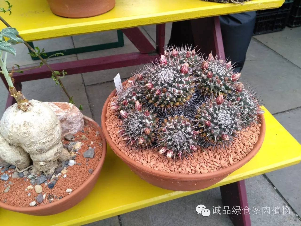 关于逛多肉市场,北方最大的多肉市场