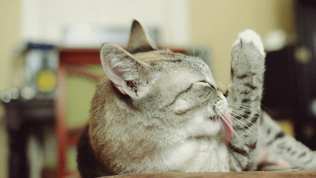 鐙楃嫍鑰佹槸鑸旀瘺鑸旂殑鍦版柟鏄孩鑹茬殑,鐚挭鑸旀瘺鑸旂殑鐗瑰埆鍕ゅ睘浜庢甯稿悧