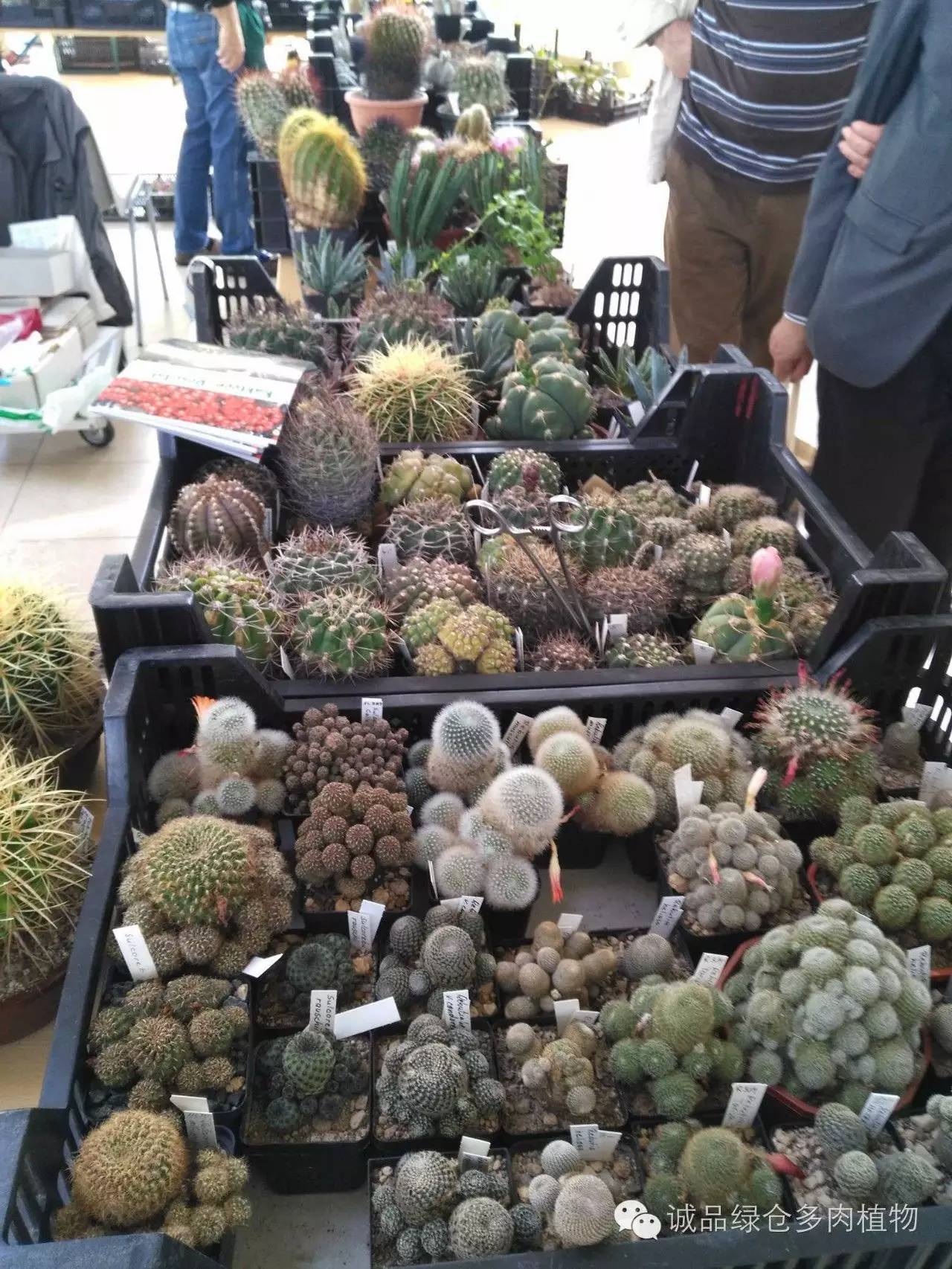 关于逛多肉市场,北方最大的多肉市场