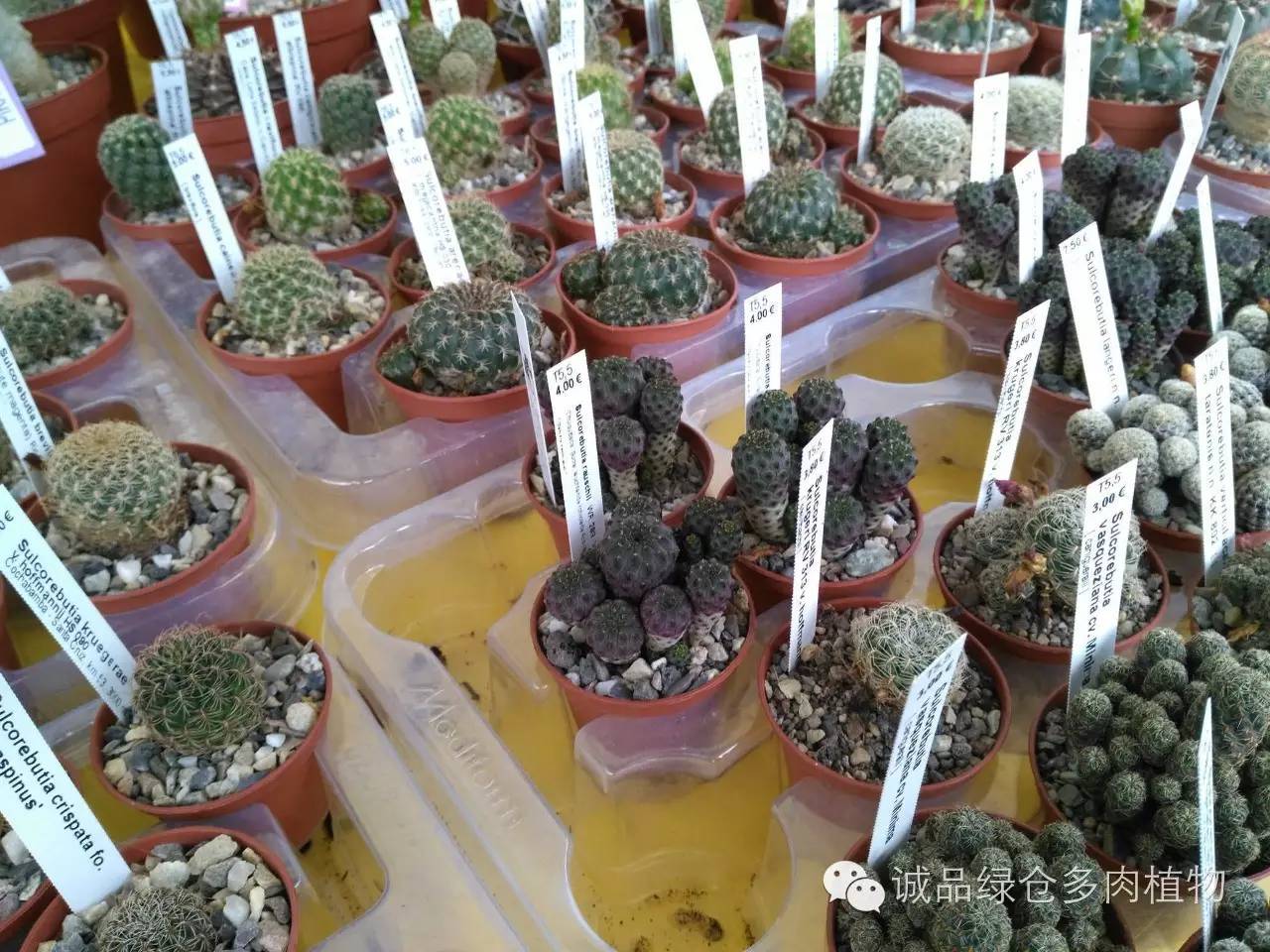 关于逛多肉市场,北方最大的多肉市场