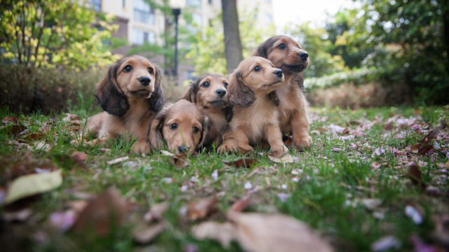 showtime剧情介绍,showtime剧情讲解
