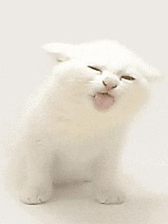 鐙楃嫍鑰佹槸鑸旀瘺鑸旂殑鍦版柟鏄孩鑹茬殑,鐚挭鑸旀瘺鑸旂殑鐗瑰埆鍕ゅ睘浜庢甯稿悧