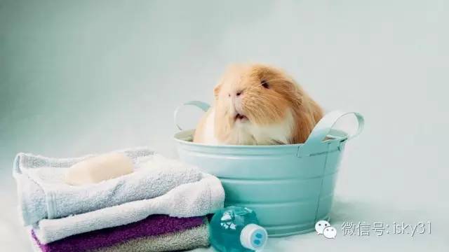 新手该怎么养一只十几天的小仓鼠,怎么养可爱又萌萌哒的小仓鼠