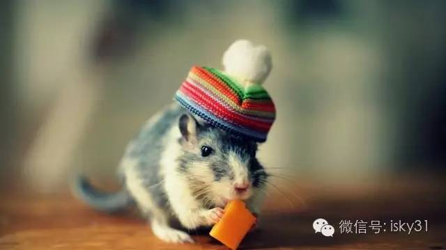 新手该怎么养一只十几天的小仓鼠,怎么养可爱又萌萌哒的小仓鼠