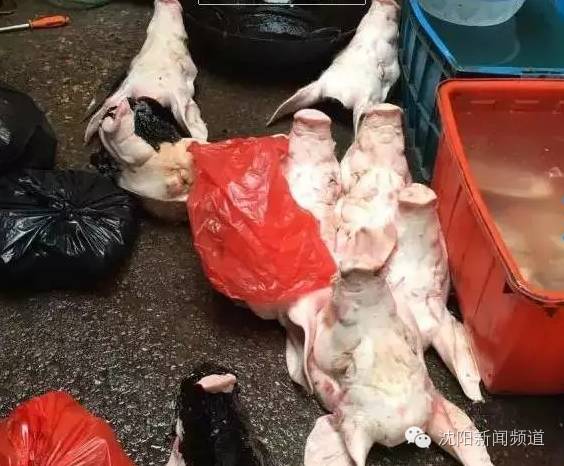 看着干净其实有毒，都是因为他们往猪脸上敷“黑面膜”！