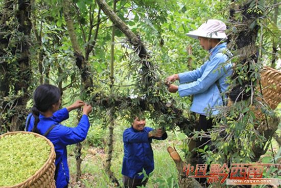 山野漫山遍野风景,山野奇花异草