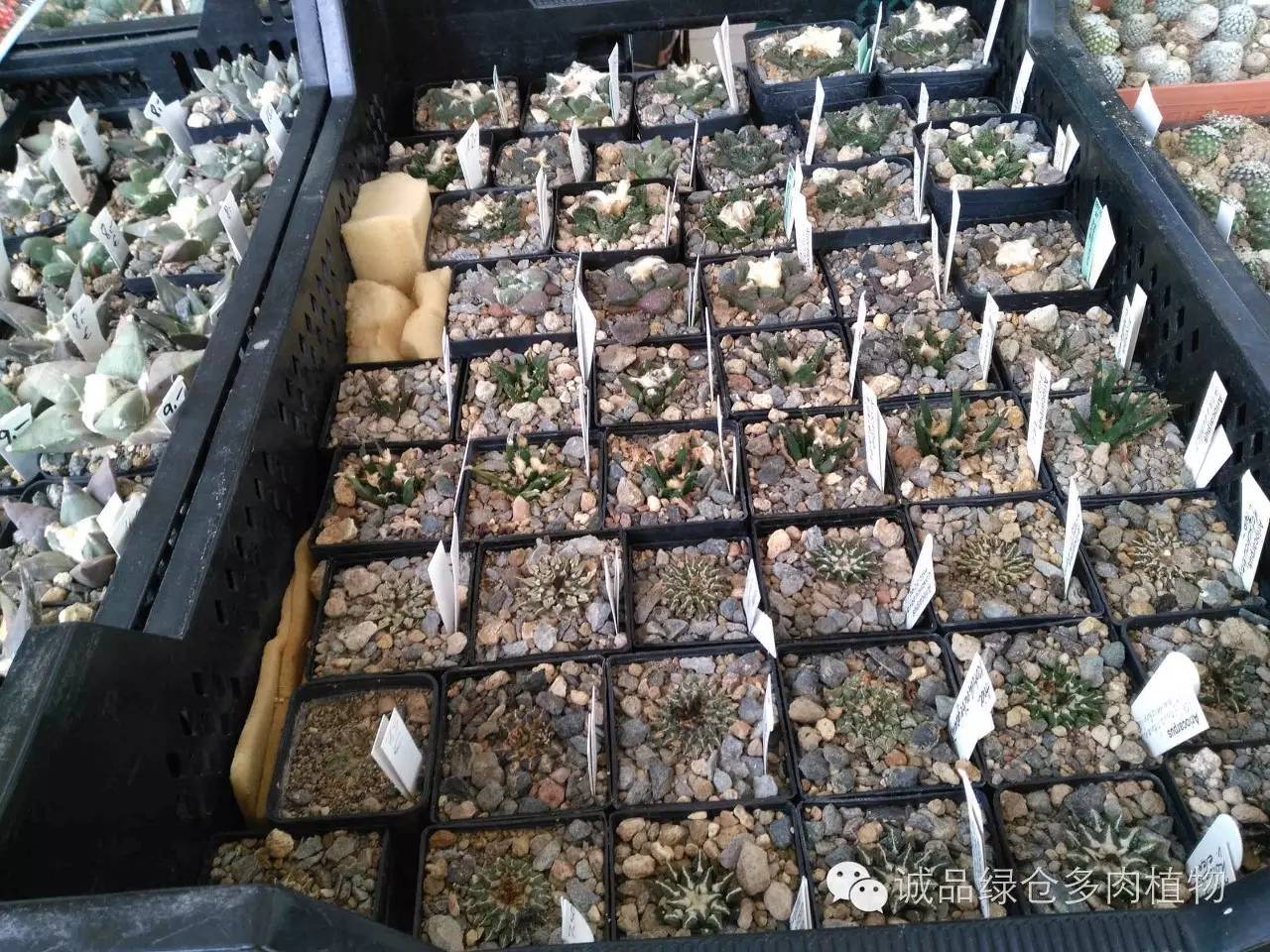 关于逛多肉市场,北方最大的多肉市场