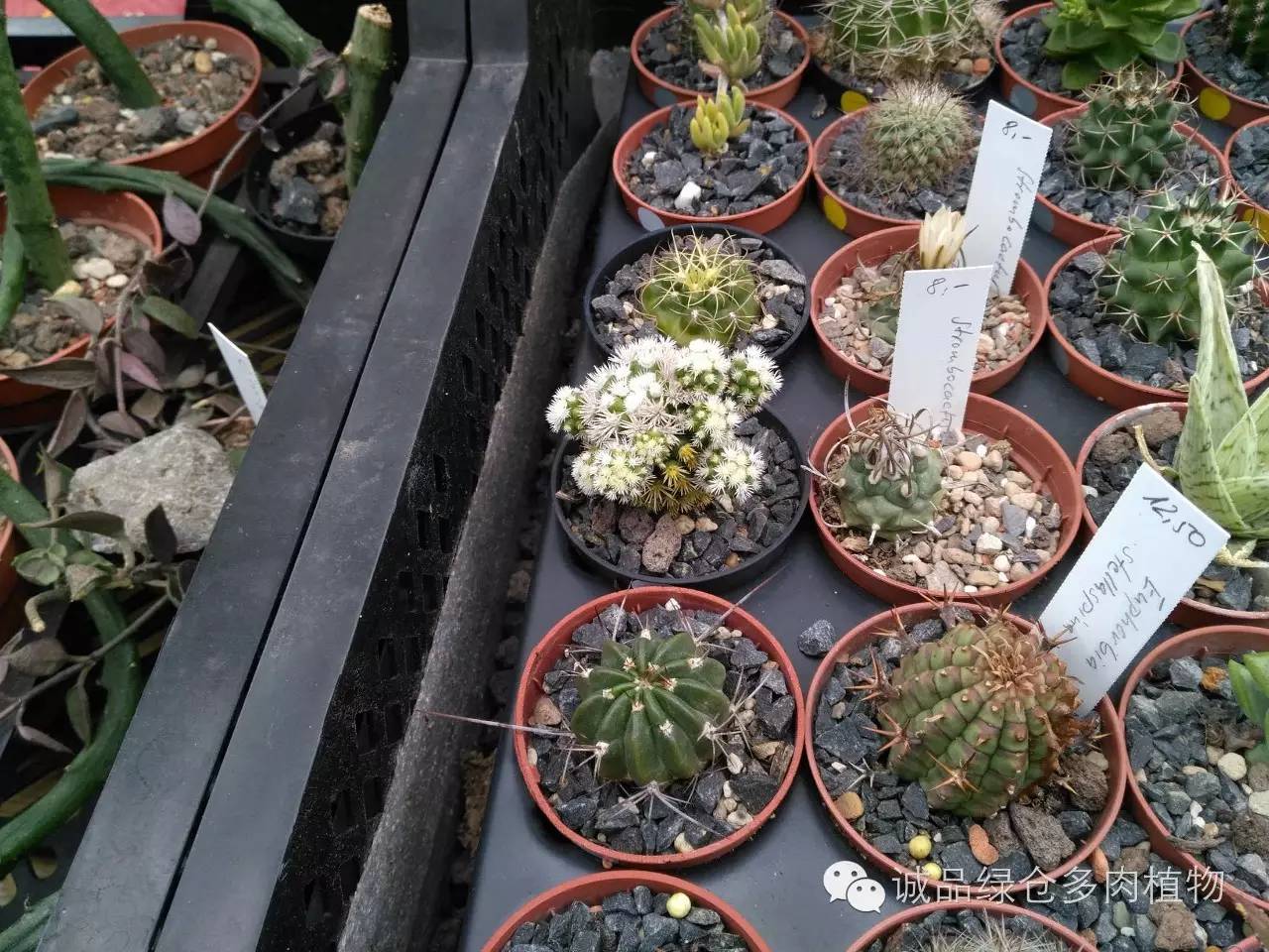 关于逛多肉市场,北方最大的多肉市场