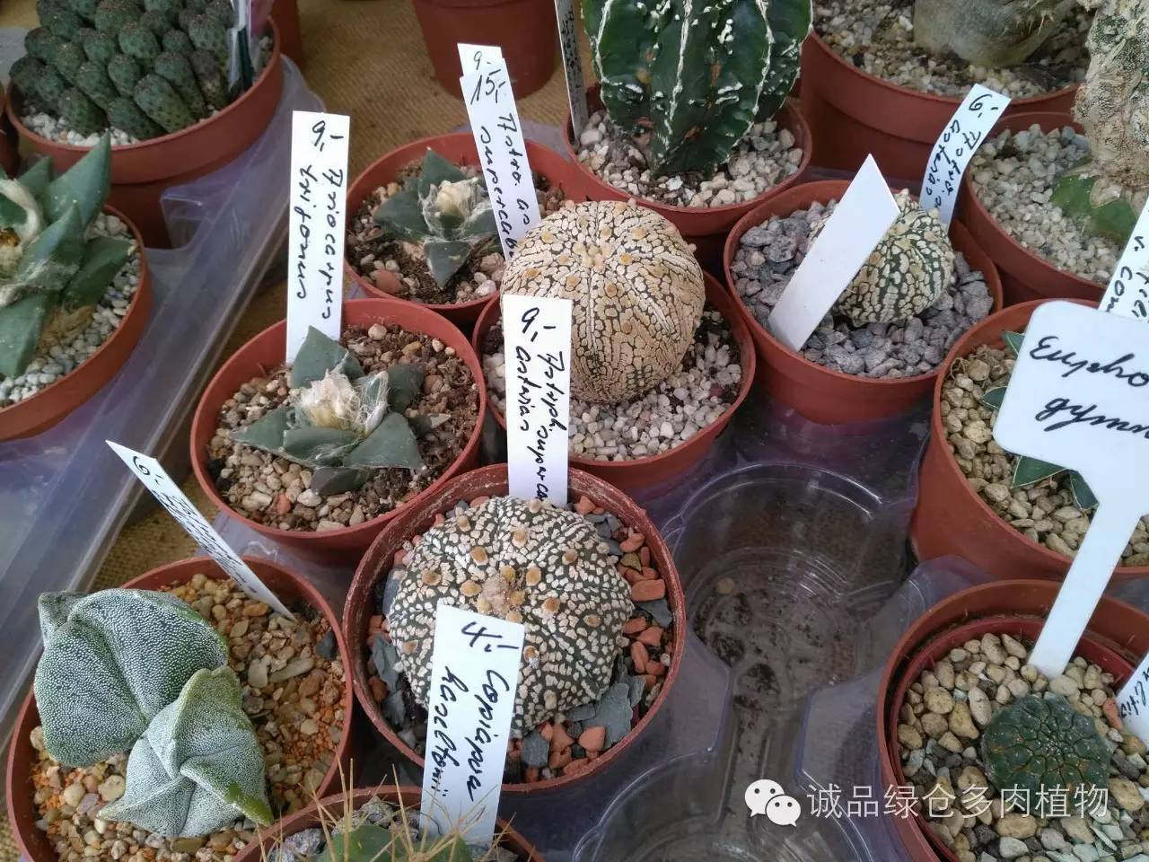 关于逛多肉市场,北方最大的多肉市场