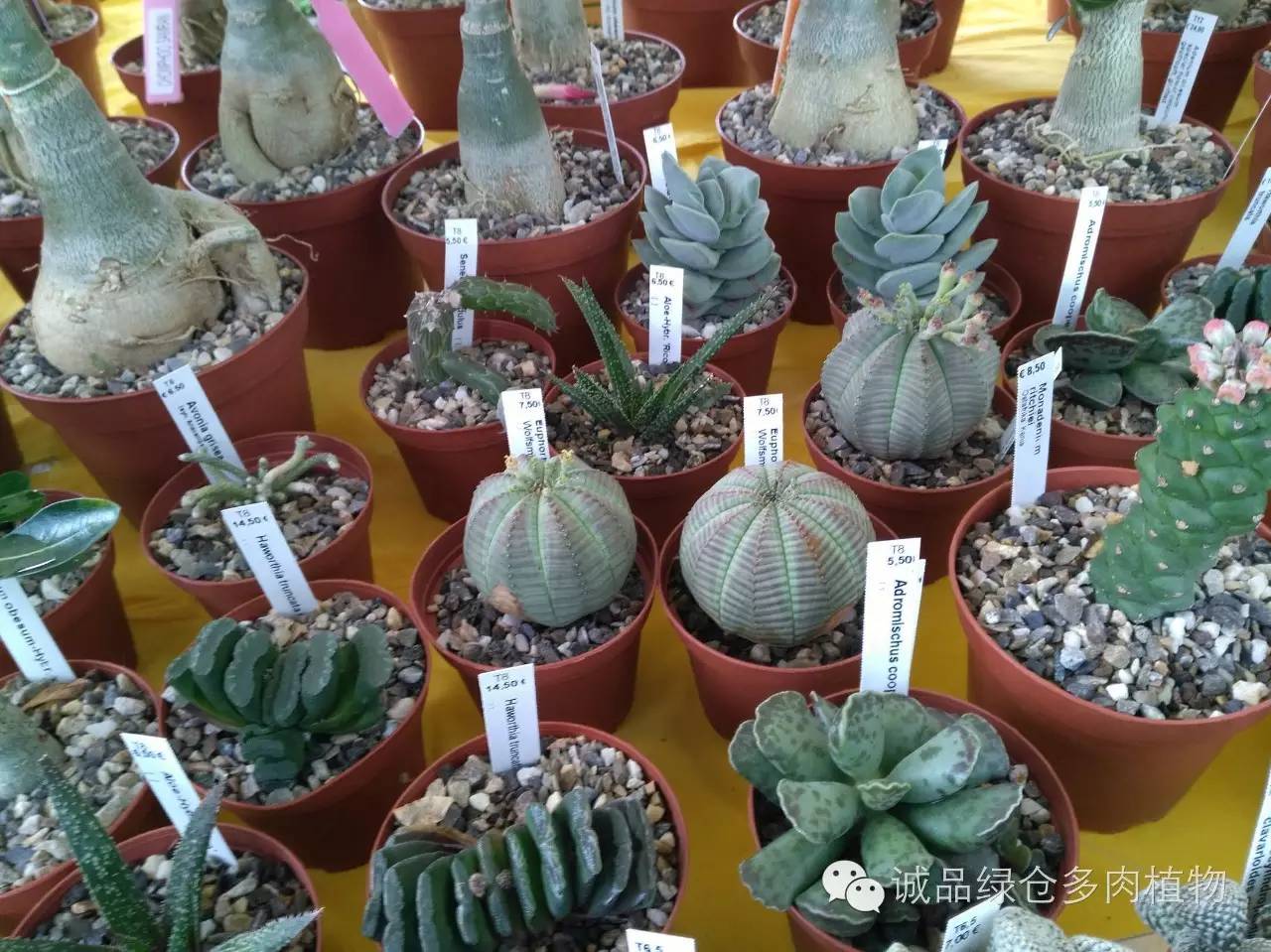 关于逛多肉市场,北方最大的多肉市场