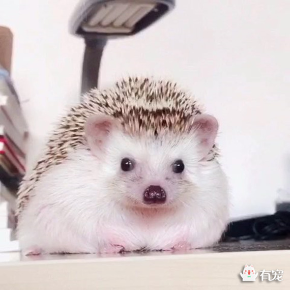 解读非迷小刺的身体语言