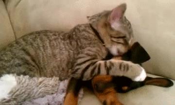 鐙楃嫍鑰佹槸鑸旀瘺鑸旂殑鍦版柟鏄孩鑹茬殑,鐚挭鑸旀瘺鑸旂殑鐗瑰埆鍕ゅ睘浜庢甯稿悧