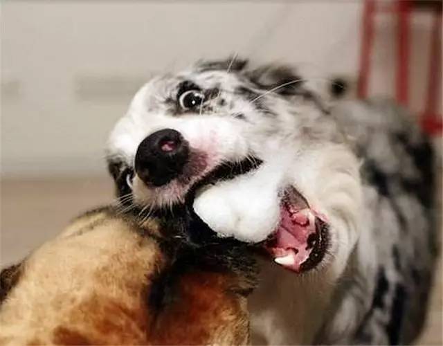 就因为主人买了一双拖鞋回来,这狗就疯了!