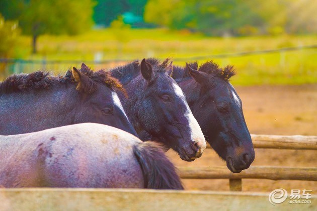 企鹅也爱吃牛肉？三菱帕杰罗阿根廷历险记