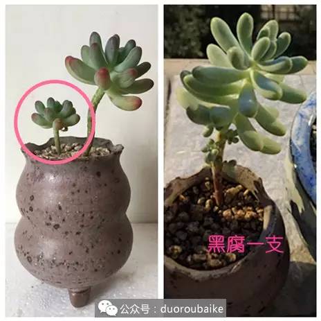 多肉全部死亡事件,买回的多肉一定要修根换土吗