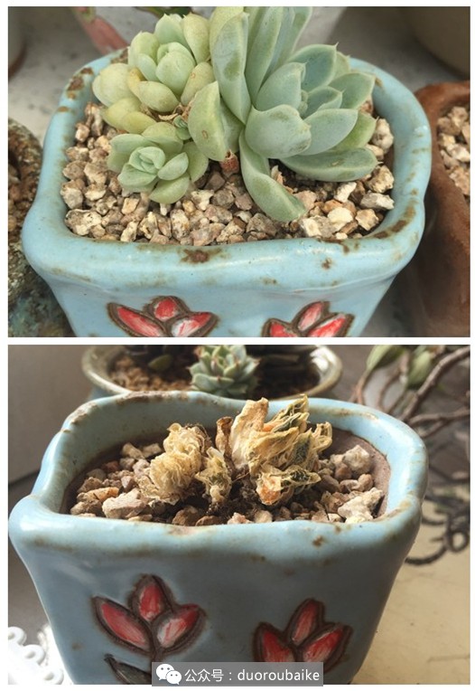 多肉全部死亡事件,买回的多肉一定要修根换土吗