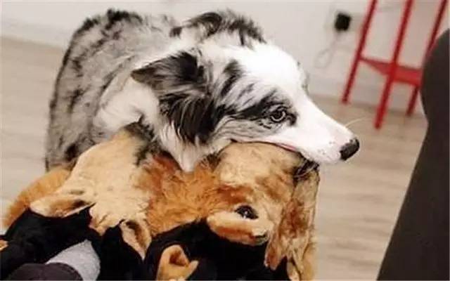 就因为主人买了一双拖鞋回来,这狗就疯了!