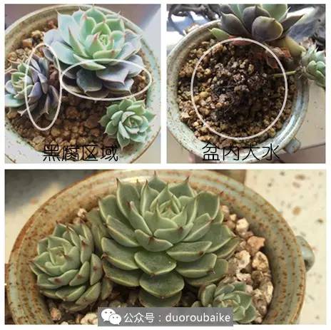 多肉全部死亡事件,买回的多肉一定要修根换土吗