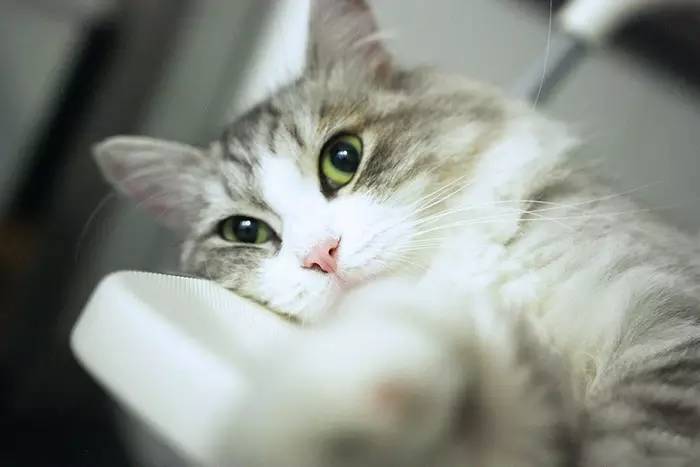 晒家两人两喵孙先生家,96平,混搭复式....