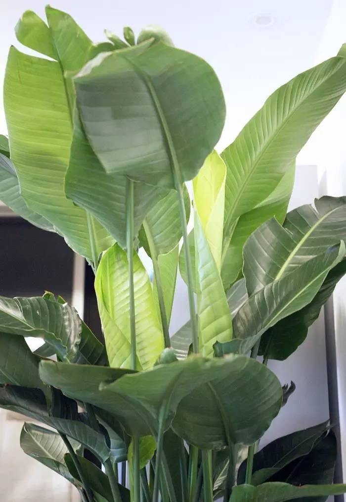 晒家两人两喵孙先生家,96平,混搭复式....