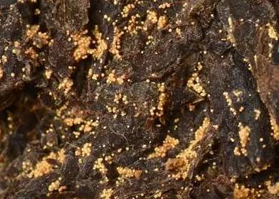 茶课|1篇文读懂黑茶的香气