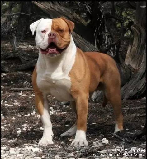 美国斗牛犬的特点,美国斗牛犬是比特犬吗
