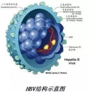 世界肝炎日|关于乙肝,如何阻断母婴传染?
