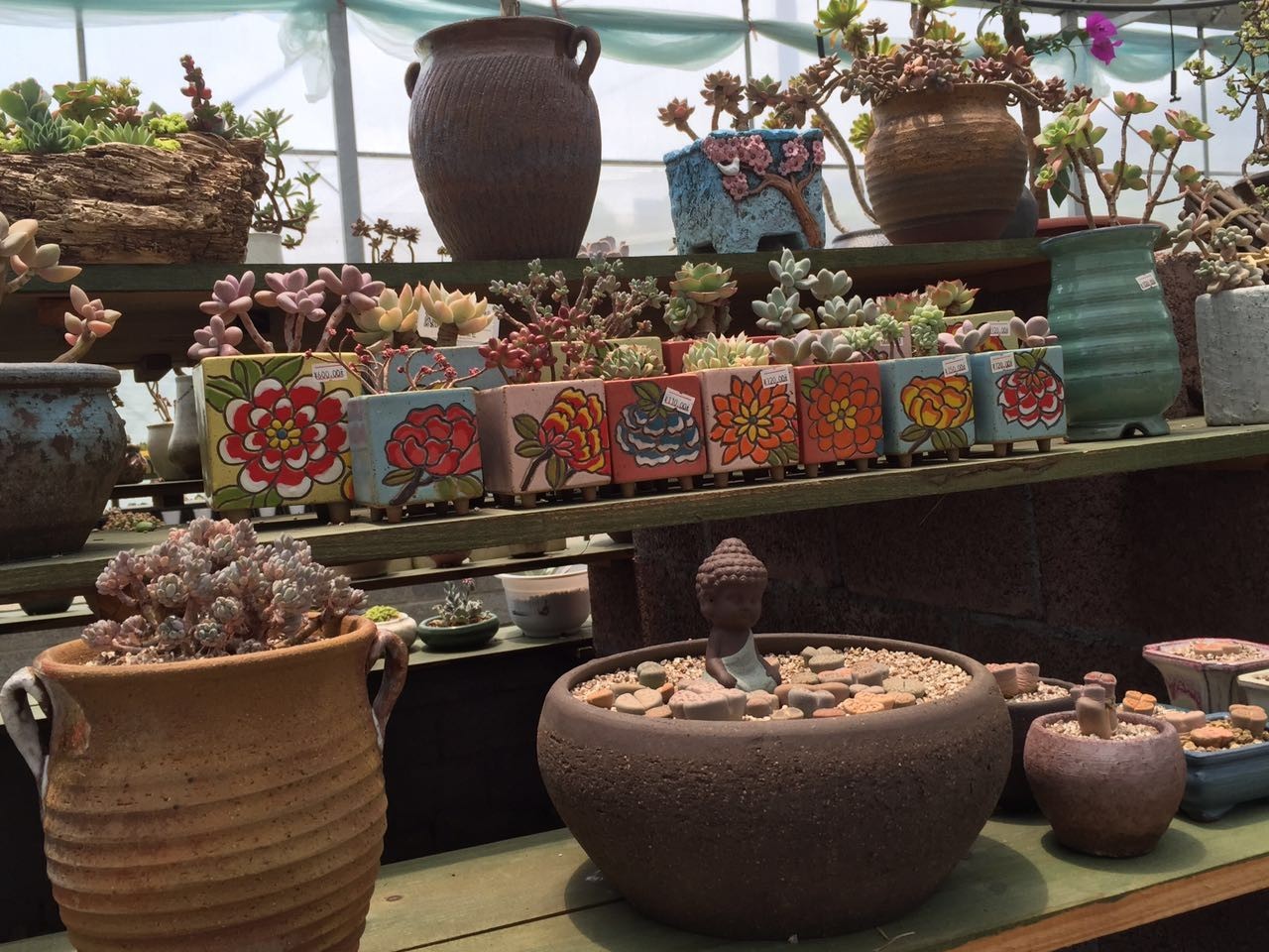 多肉包邮免费送,可爱多肉组合