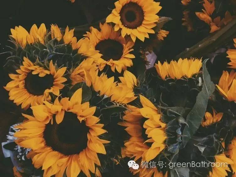 掌握正确施肥方法,如何正确操作施肥