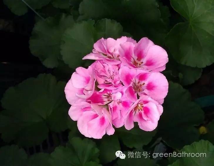 掌握正确施肥方法,如何正确操作施肥