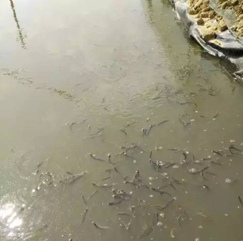 虾难养、鱼价低,广西合浦养殖户尝试转养台湾泥鳅