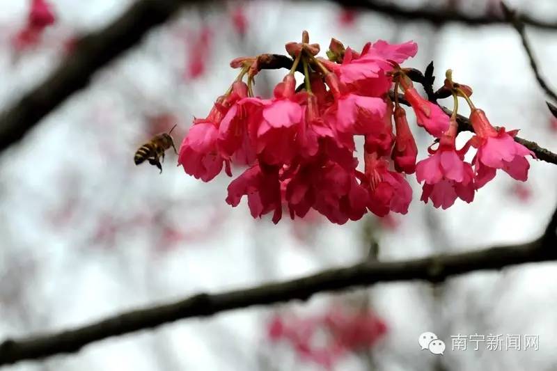 南宁哪里有假樱花,南宁樱花还有吗