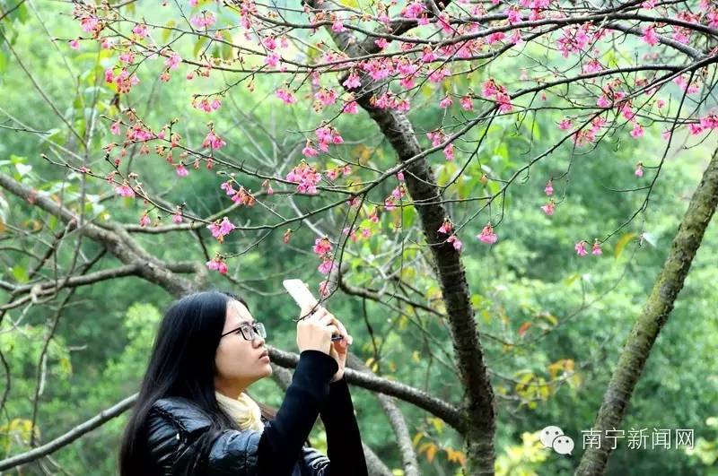 南宁哪里有假樱花,南宁樱花还有吗