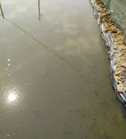 虾难养、鱼价低,广西合浦养殖户尝试转养台湾泥鳅