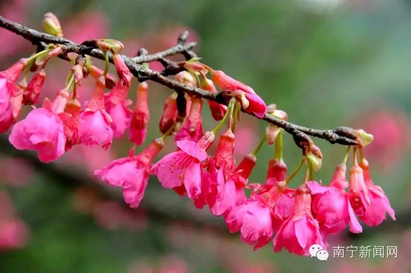 南宁哪里有假樱花,南宁樱花还有吗