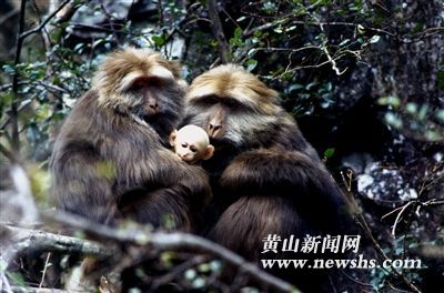 猴年吉祥的说法,猴年和猴年合吗