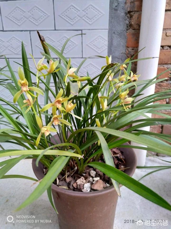 八月份出花苞的兰花注意什么,兰花十月份就出花苞了是什么兰花