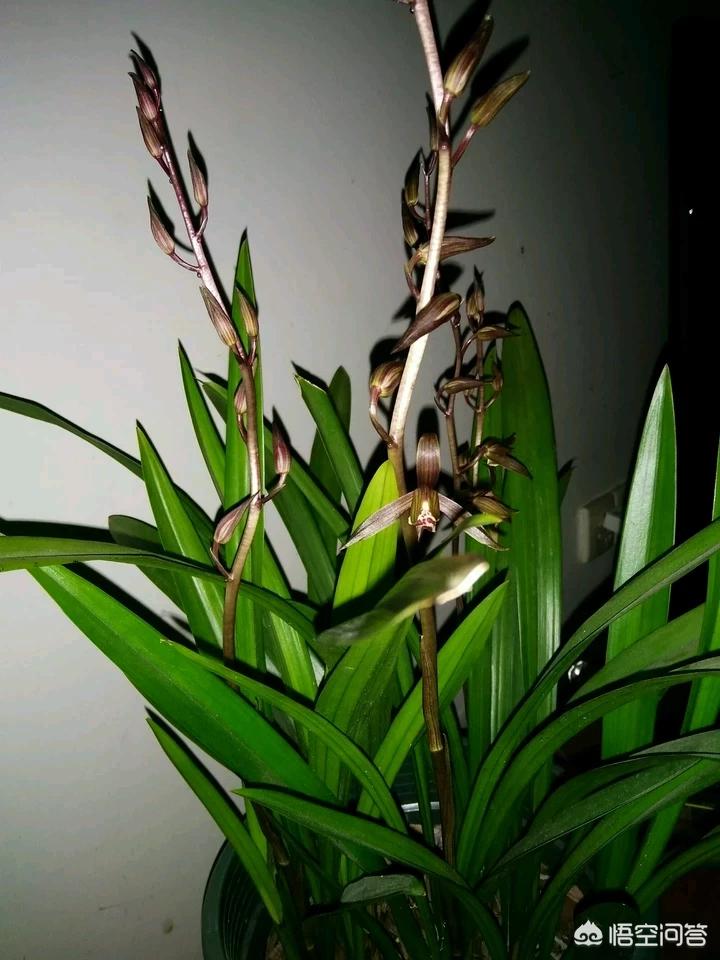 八月份出花苞的兰花注意什么,兰花十月份就出花苞了是什么兰花
