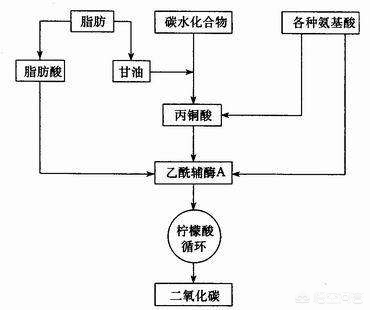 脂肪是怎么排出体外的动画,内脏脂肪是怎么排出体外的