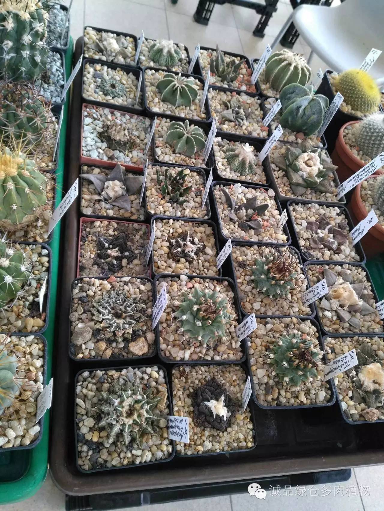 关于逛多肉市场,北方最大的多肉市场
