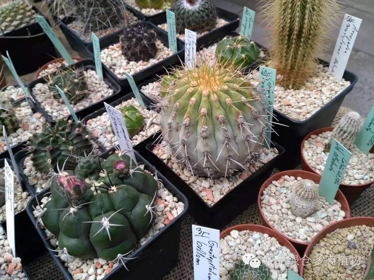 关于逛多肉市场,北方最大的多肉市场
