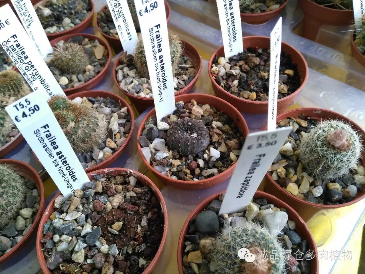 关于逛多肉市场,北方最大的多肉市场