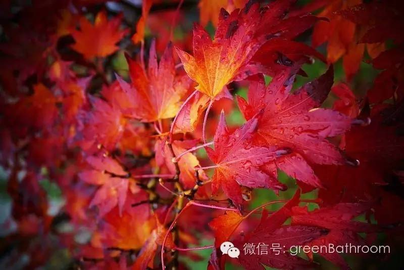 掌握正确施肥方法,如何正确操作施肥