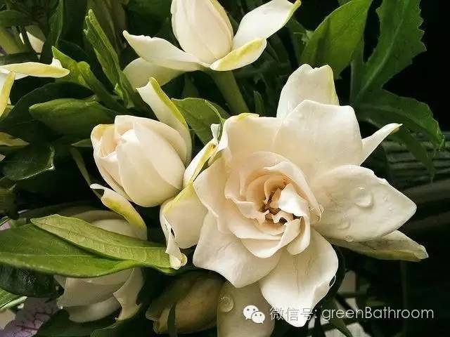 掌握正确施肥方法,如何正确操作施肥