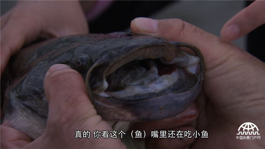 致富经养鱼一年多卖1000万,致富经一亩地赚过亿