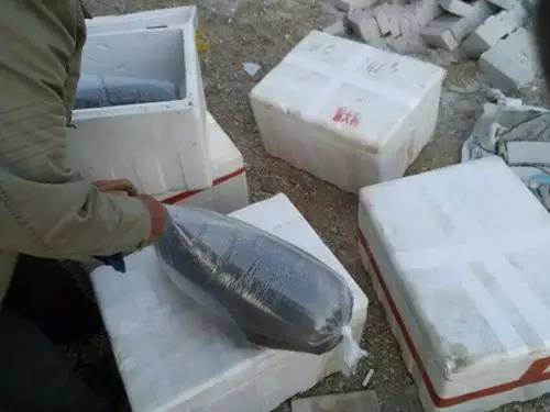 虾难养、鱼价低,广西合浦养殖户尝试转养台湾泥鳅